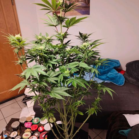 Bruce Banner#3 growlog timeline photo