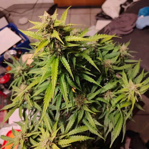 Pink Auto growlog timeline photo