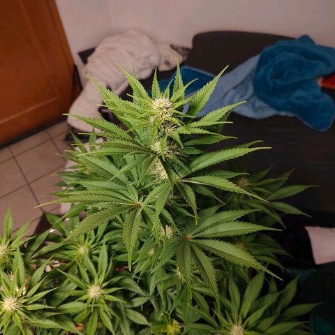 Bruce Banner#3 growlog timeline photo