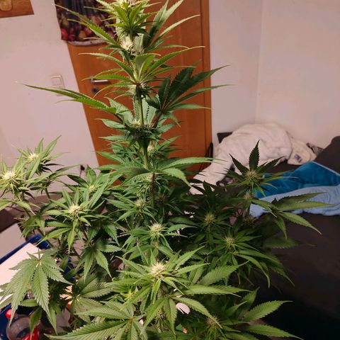 Bruce Banner#3 growlog timeline photo