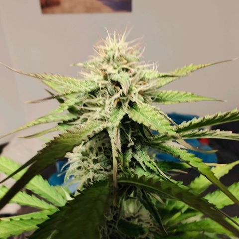 Green Crack Auto growlog timeline photo