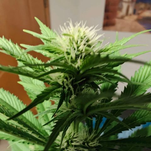 Bruce Banner#3 growlog timeline photo