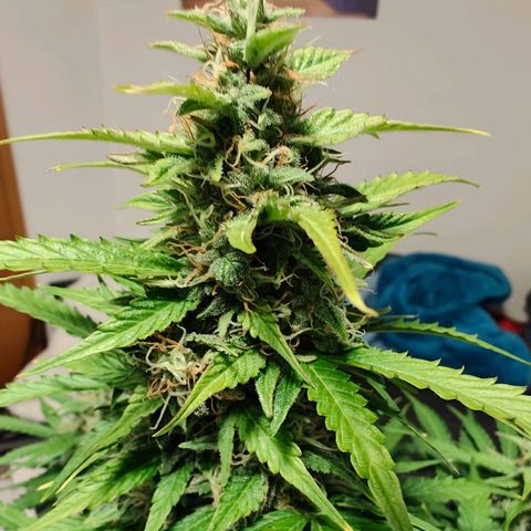 Pink Auto growlog timeline photo
