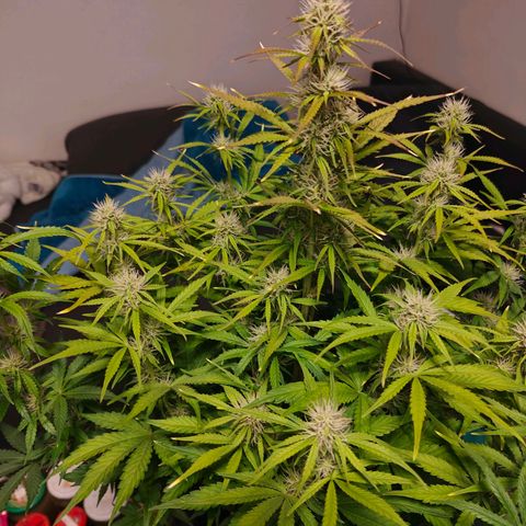 GG#4 Auto growlog timeline photo