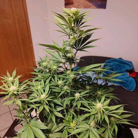 Bruce Banner#3 growlog timeline photo
