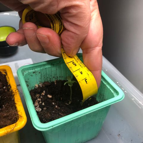 Génétique inconnue growlog photo: Pousse semis 