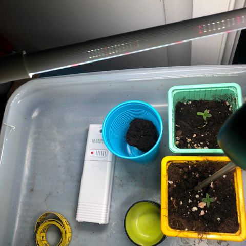 Génétique inconnue growlog photo: Pousse semis 