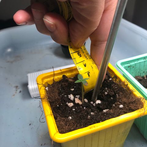 Génétique inconnue growlog photo: Pousse semis 