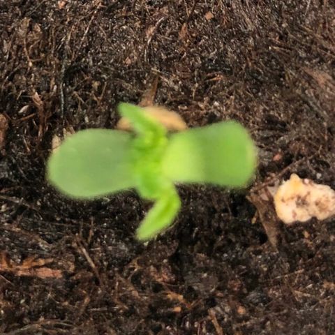 Génétique inconnue growlog photo: Pousse semis