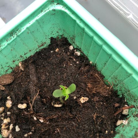 Génétique inconnue growlog photo: Pousse semis