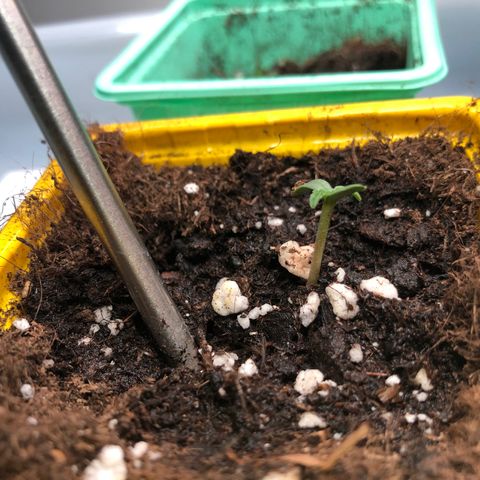 Génétique inconnue growlog photo: Pousse semis