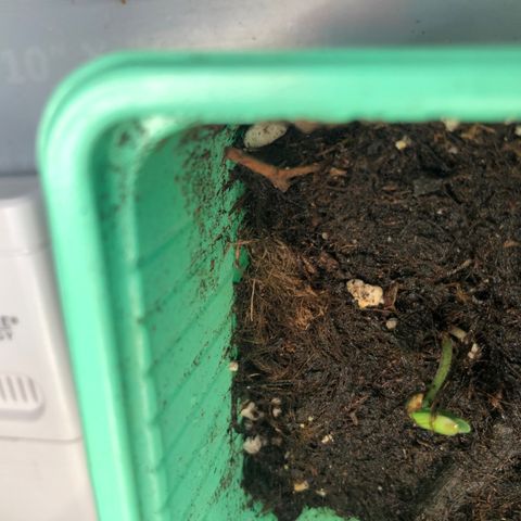 Génétique inconnue growlog photo: Pousse semis