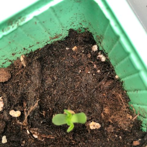 Génétique inconnue growlog photo: Pousse semis