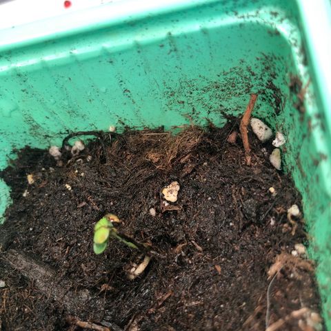 Génétique inconnue growlog photo: Pousse semis