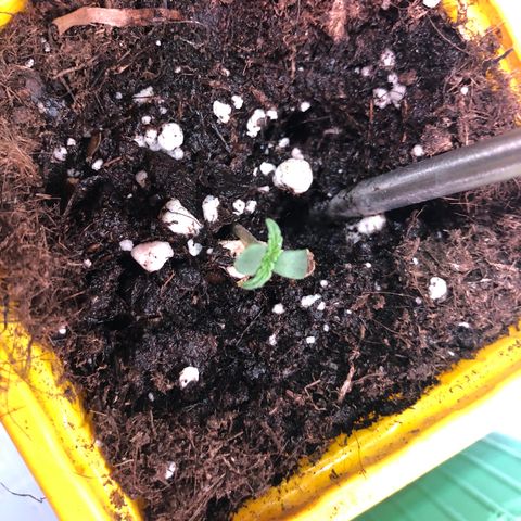 Génétique inconnue growlog photo: Pousse semis