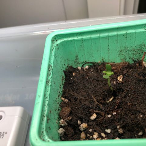 Génétique inconnue growlog photo: Pousse semis