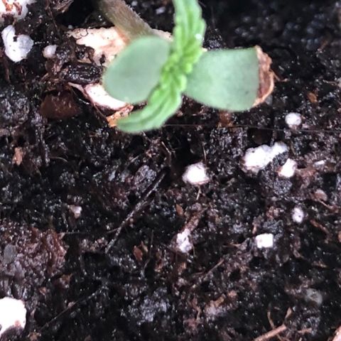 Génétique inconnue growlog photo: Pousse semis