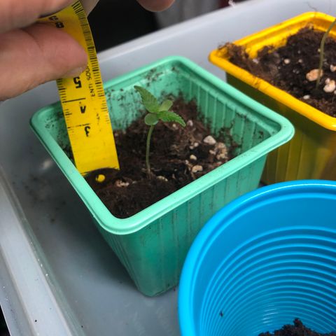 Génétique inconnue growlog photo: Semis en croissance moins d’eau 