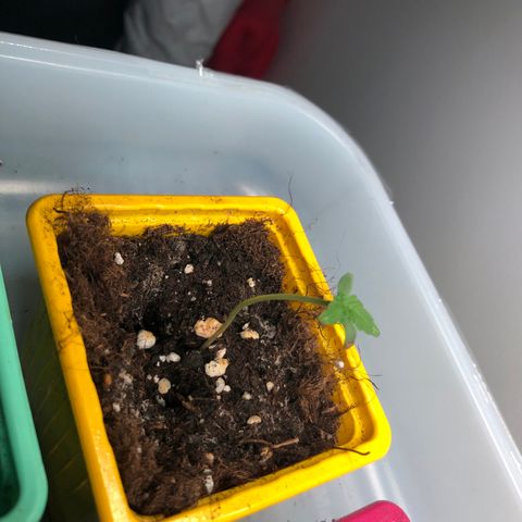 Génétique inconnue growlog photo: Semis en croissance moins d’eau 