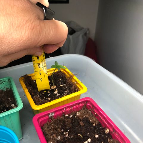 Génétique inconnue growlog photo: Semis en croissance moins d’eau 