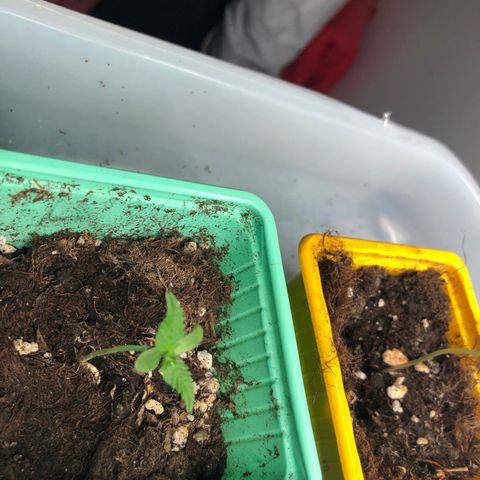 Génétique inconnue growlog photo: Semis en croissance moins d’eau 