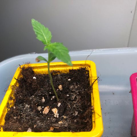Génétique inconnue growlog timeline photo