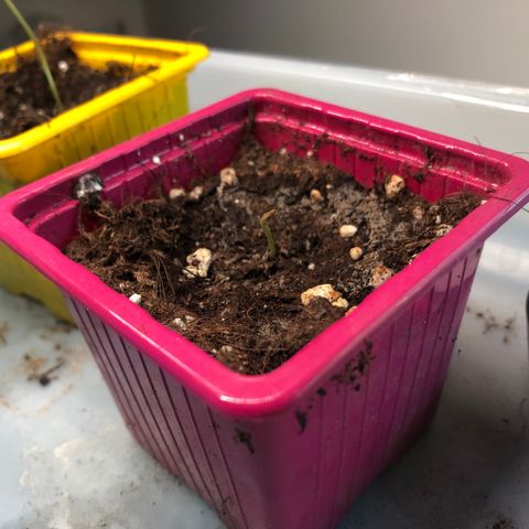 Génétique inconnue growlog timeline photo