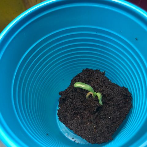 Génétique inconnue growlog timeline photo
