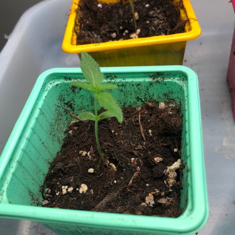 Génétique inconnue growlog timeline photo