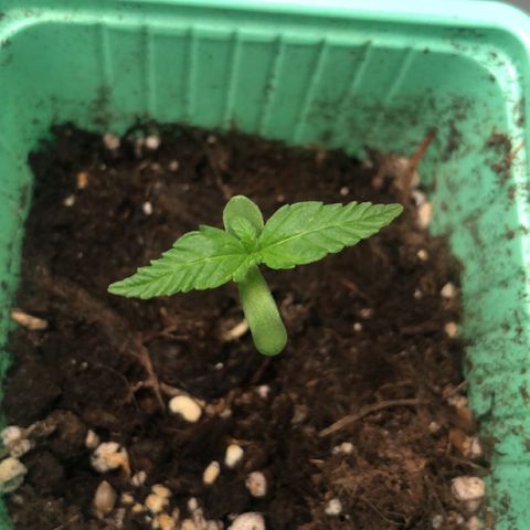 Génétique inconnue growlog timeline photo