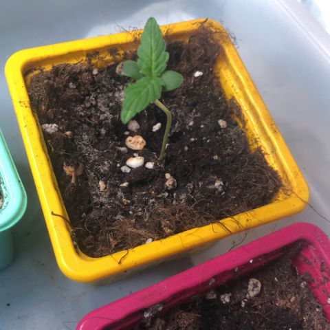 Génétique inconnue growlog timeline photo