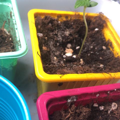 Génétique inconnue growlog timeline photo