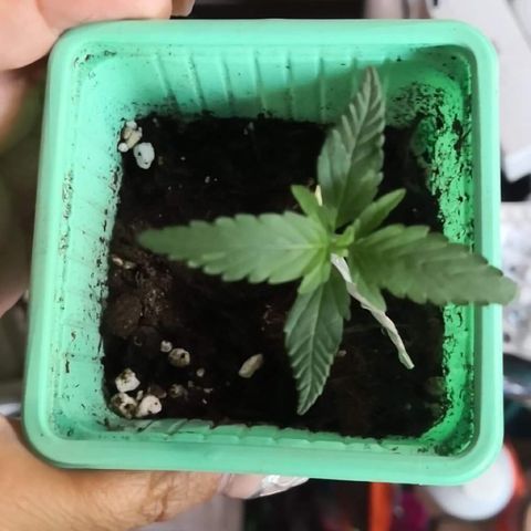 Génétique inconnue growlog timeline photo