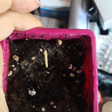 Génétique inconnue growlog timeline photo