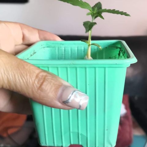Génétique inconnue growlog timeline photo