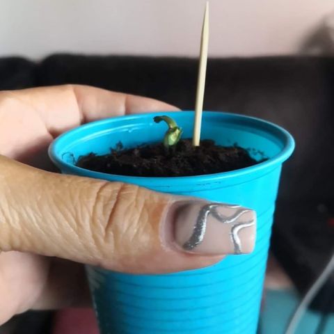 Génétique inconnue growlog timeline photo