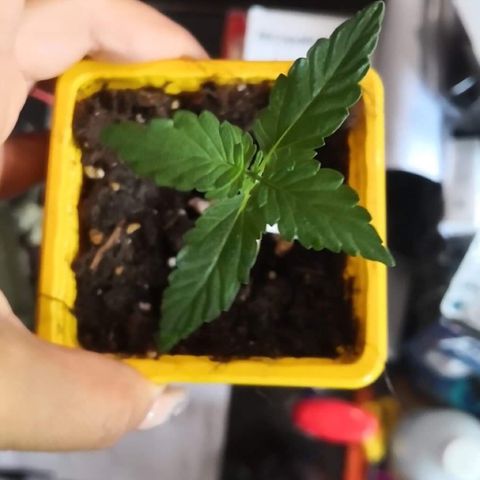 Génétique inconnue growlog timeline photo
