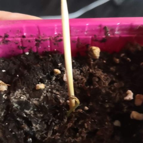 Génétique inconnue growlog timeline photo