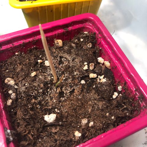 Génétique inconnue growlog photo: La rose est morte pas la bleue 