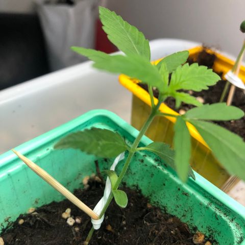 Génétique inconnue growlog timeline photo