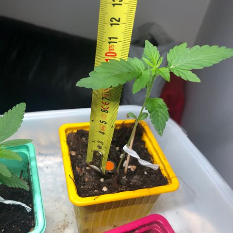Génétique inconnue growlog timeline photo