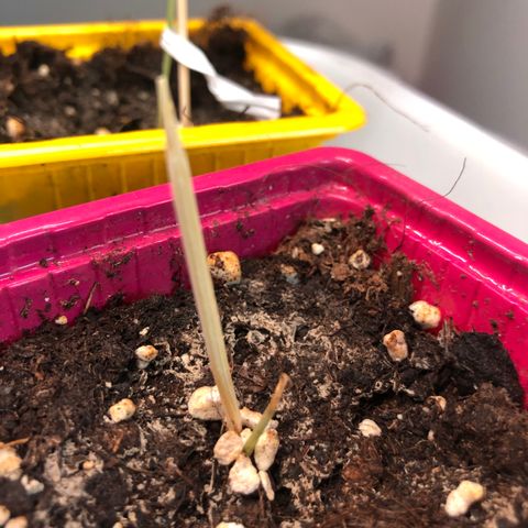 Génétique inconnue growlog photo: Tremper graine skunk normal  pot rosé 