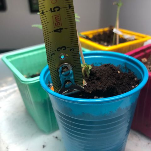 Génétique inconnue growlog photo: Tremper graine skunk normal  pot rosé 