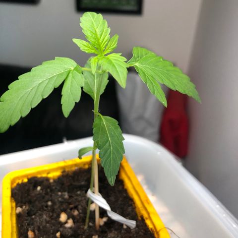 Génétique inconnue growlog photo: Tremper graine skunk normal  pot rosé 