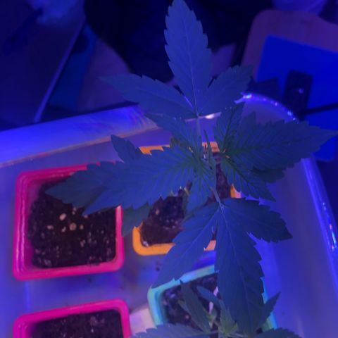Génétique inconnue growlog timeline photo
