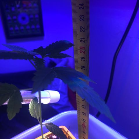 Génétique inconnue growlog timeline photo