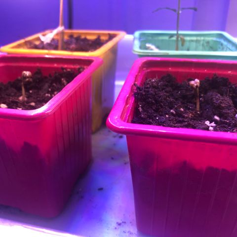 Génétique inconnue growlog timeline photo