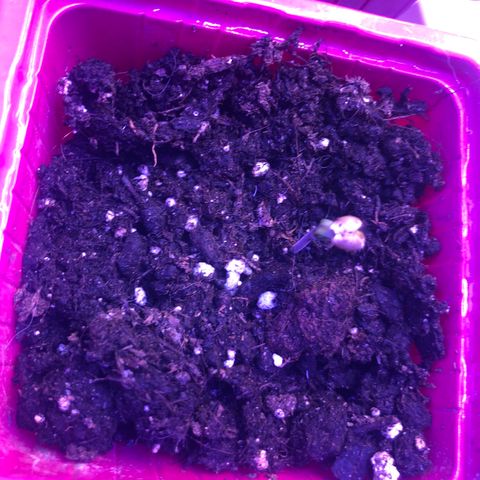 Génétique inconnue growlog timeline photo