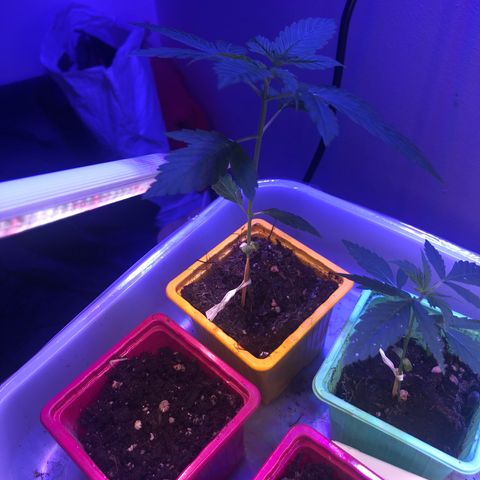 Génétique inconnue growlog timeline photo