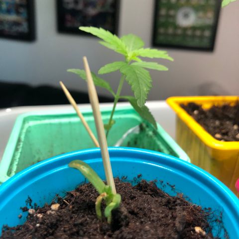 Génétique inconnue growlog photo: Tremper graine skunk normal  pot rosé 